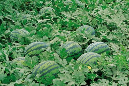 郯城网红吃瓜群微信号是多少,郯城网红吃瓜群微信号，带你领略本地热门话题！